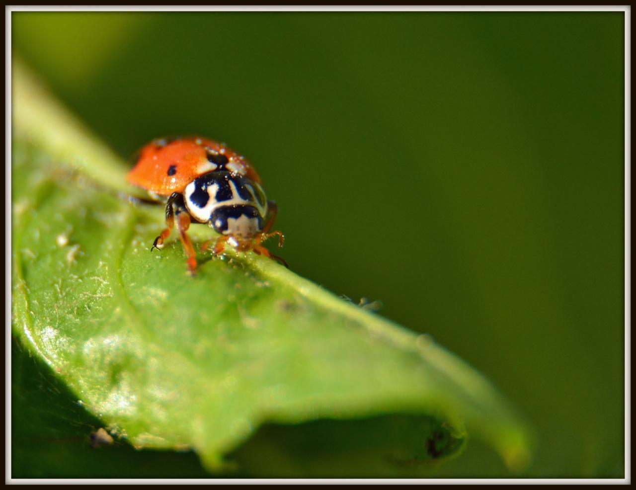 coccinelle 