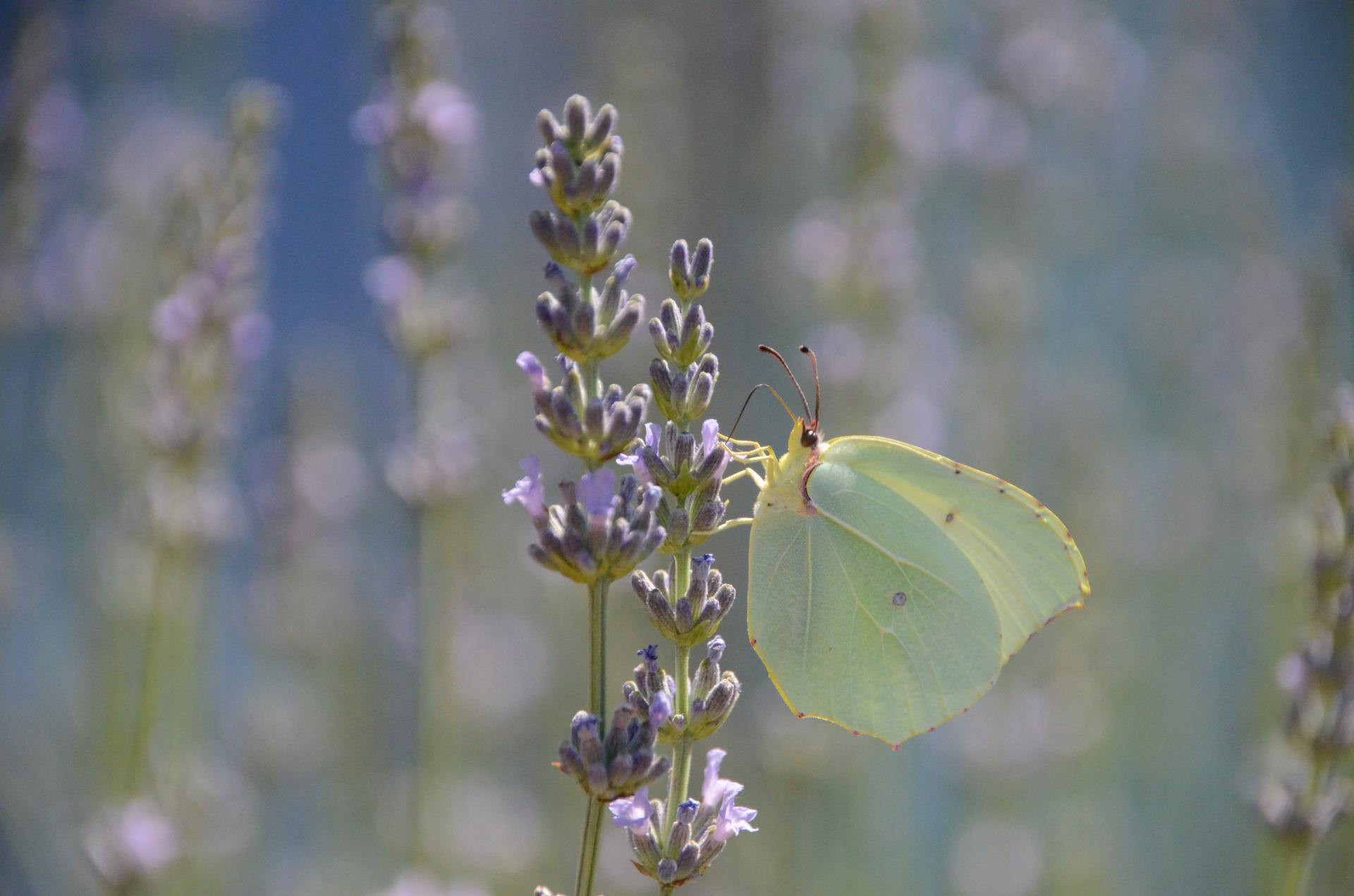 Papillon