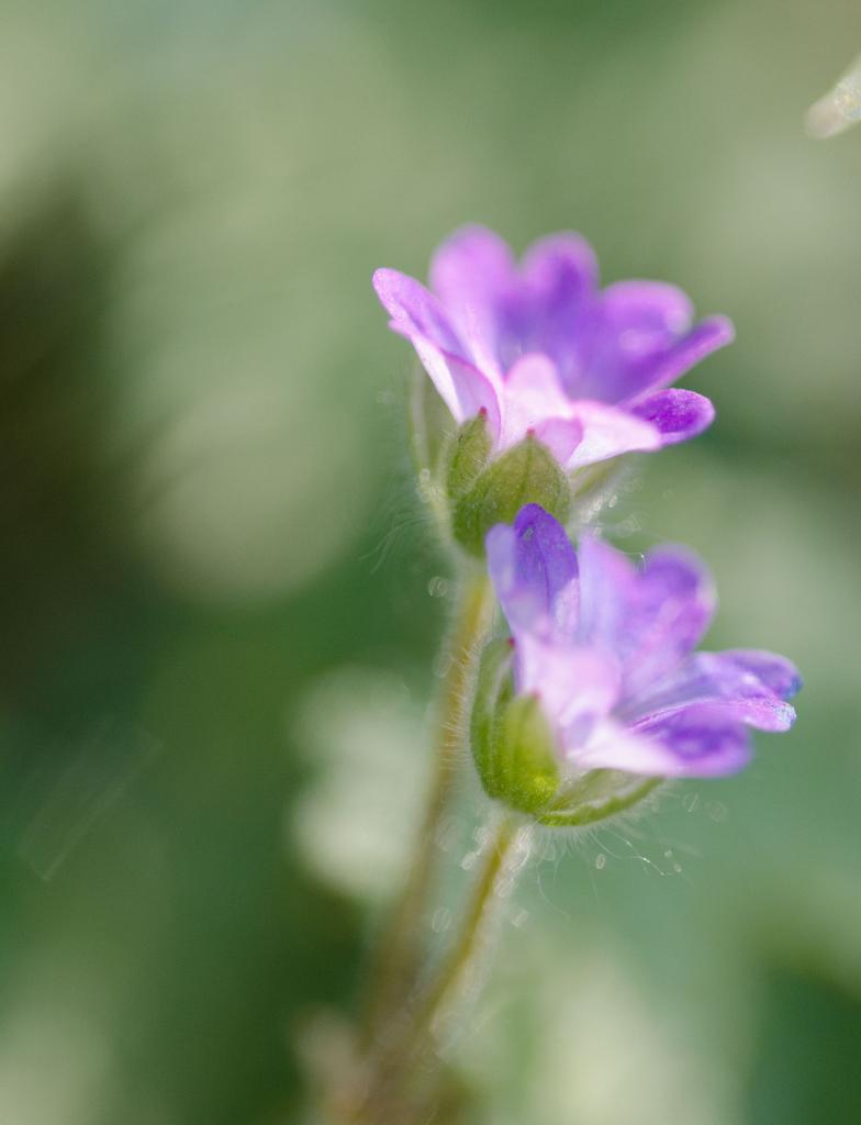 Fleurs