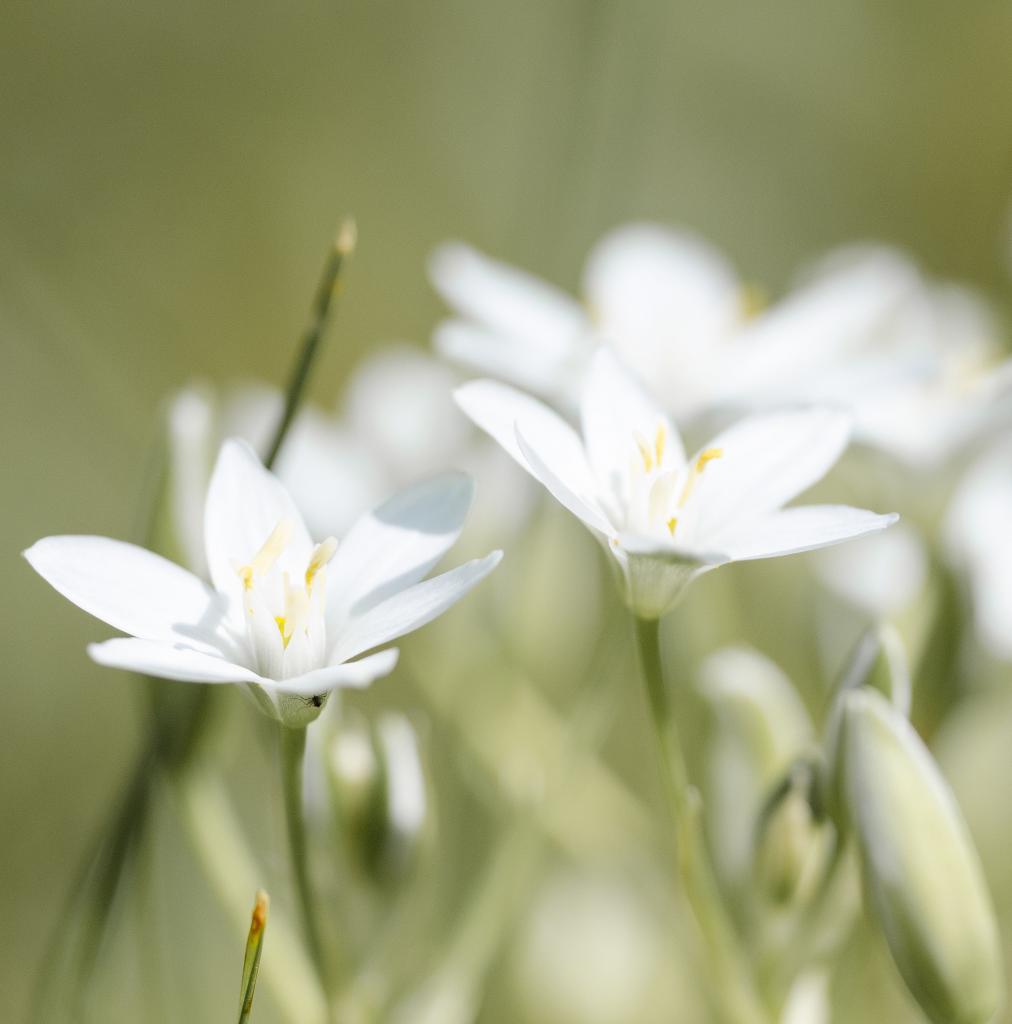 Fleurs