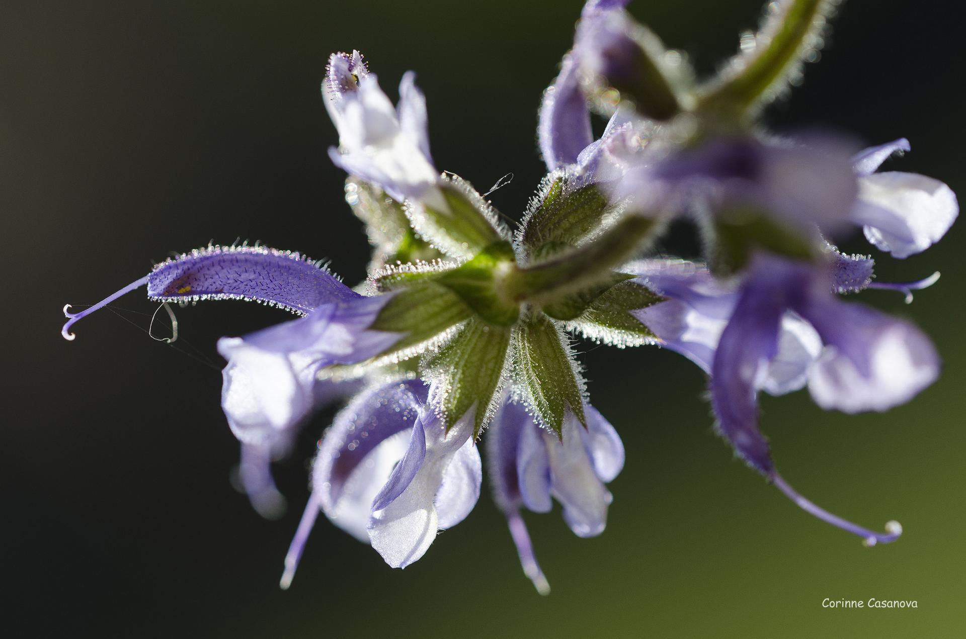 Fleurs