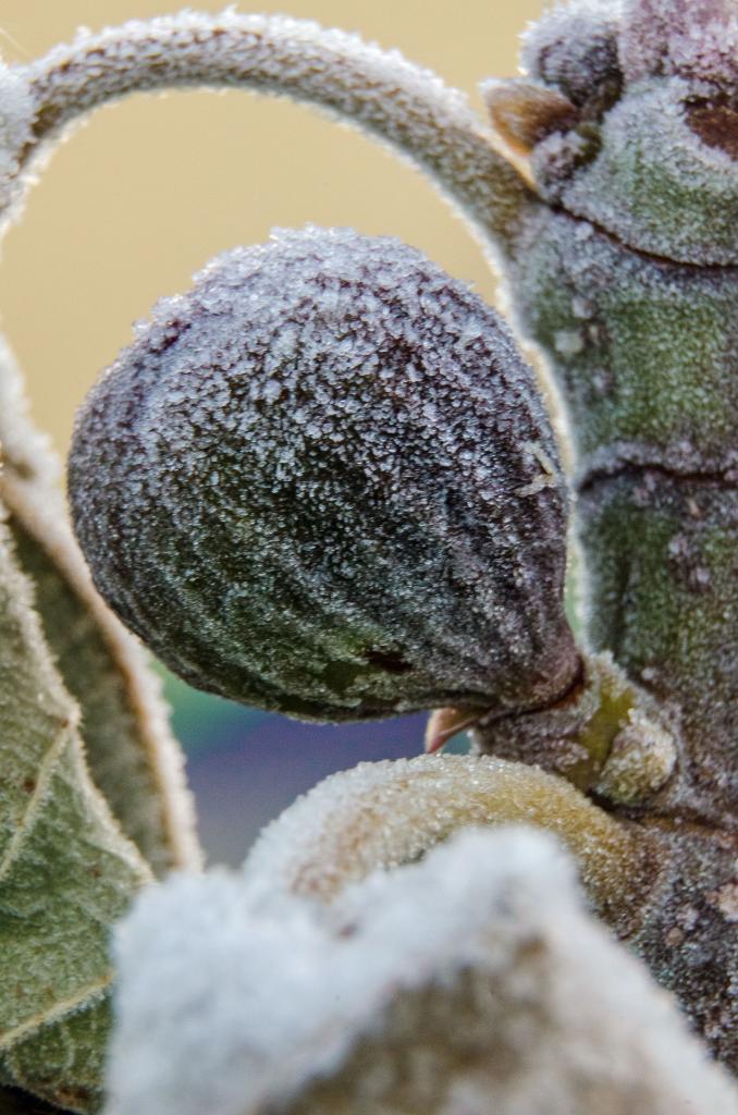 Givre