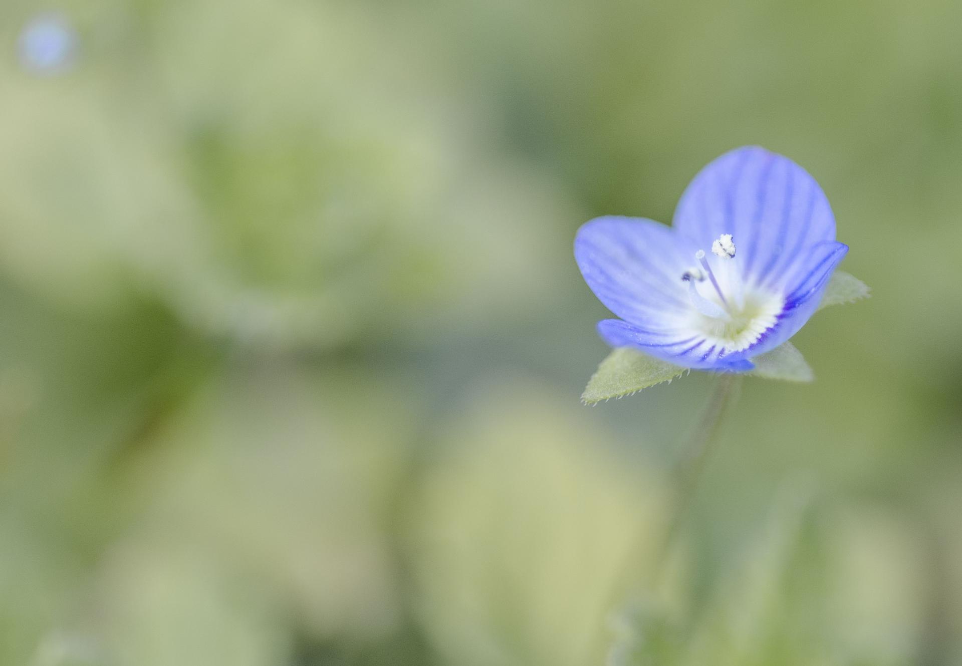 Fleur