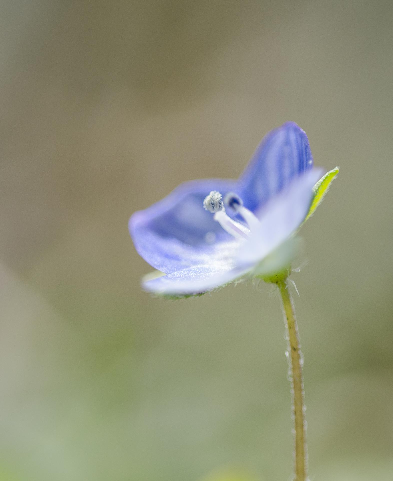 Fleur