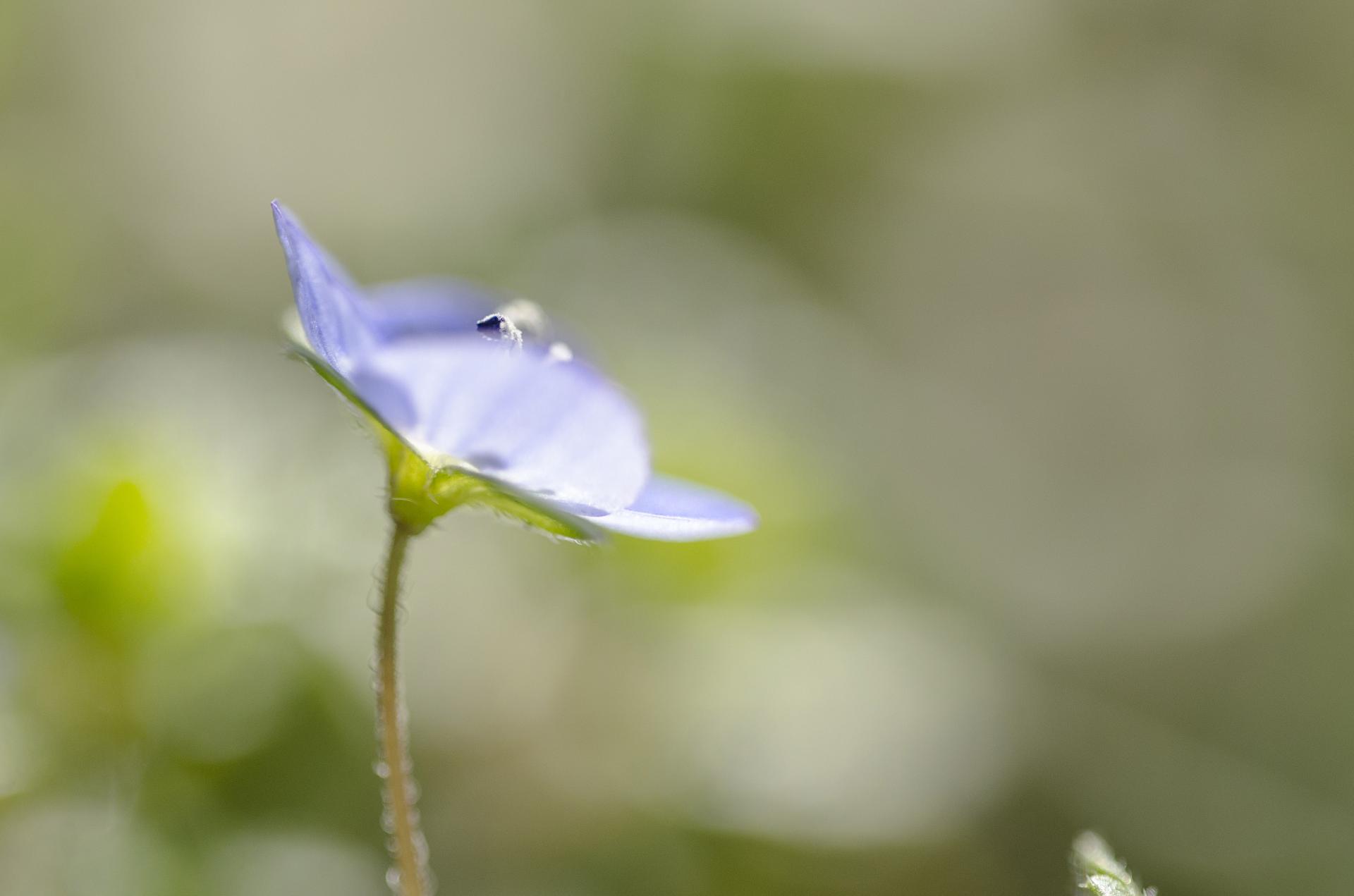 Fleur