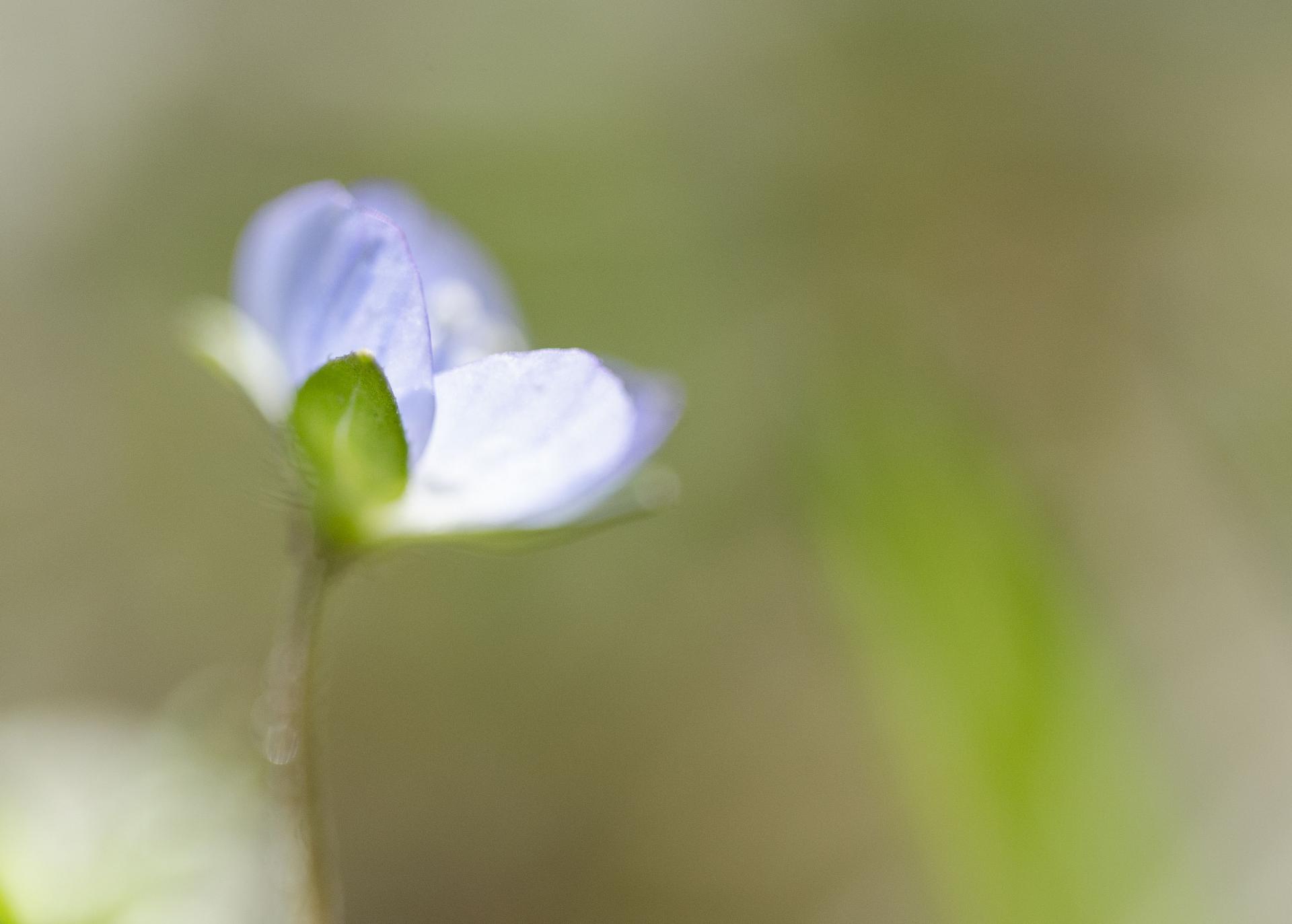 Fleur