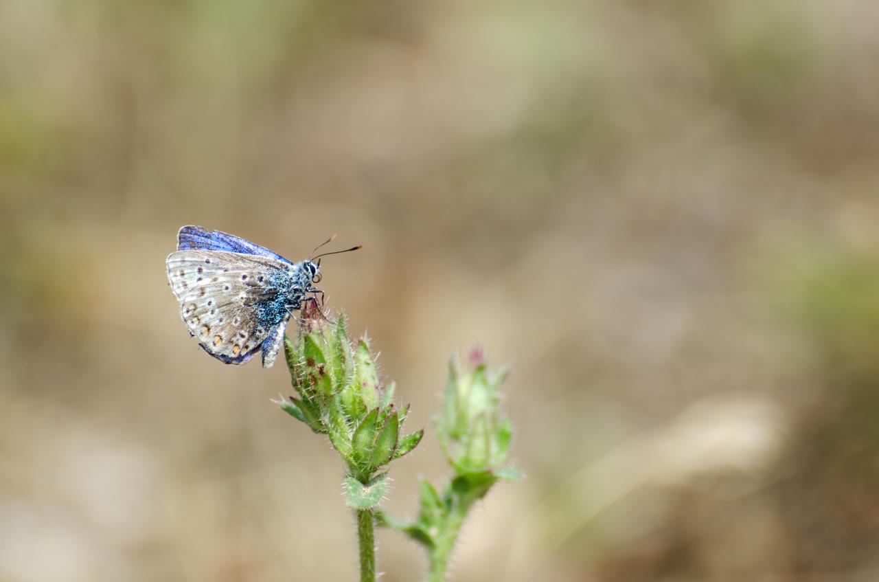 papillons