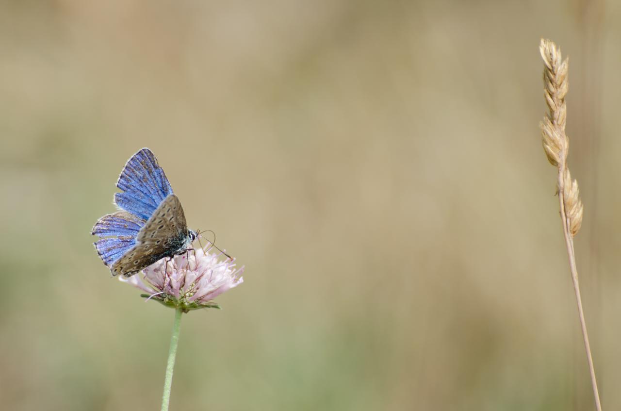 papillons