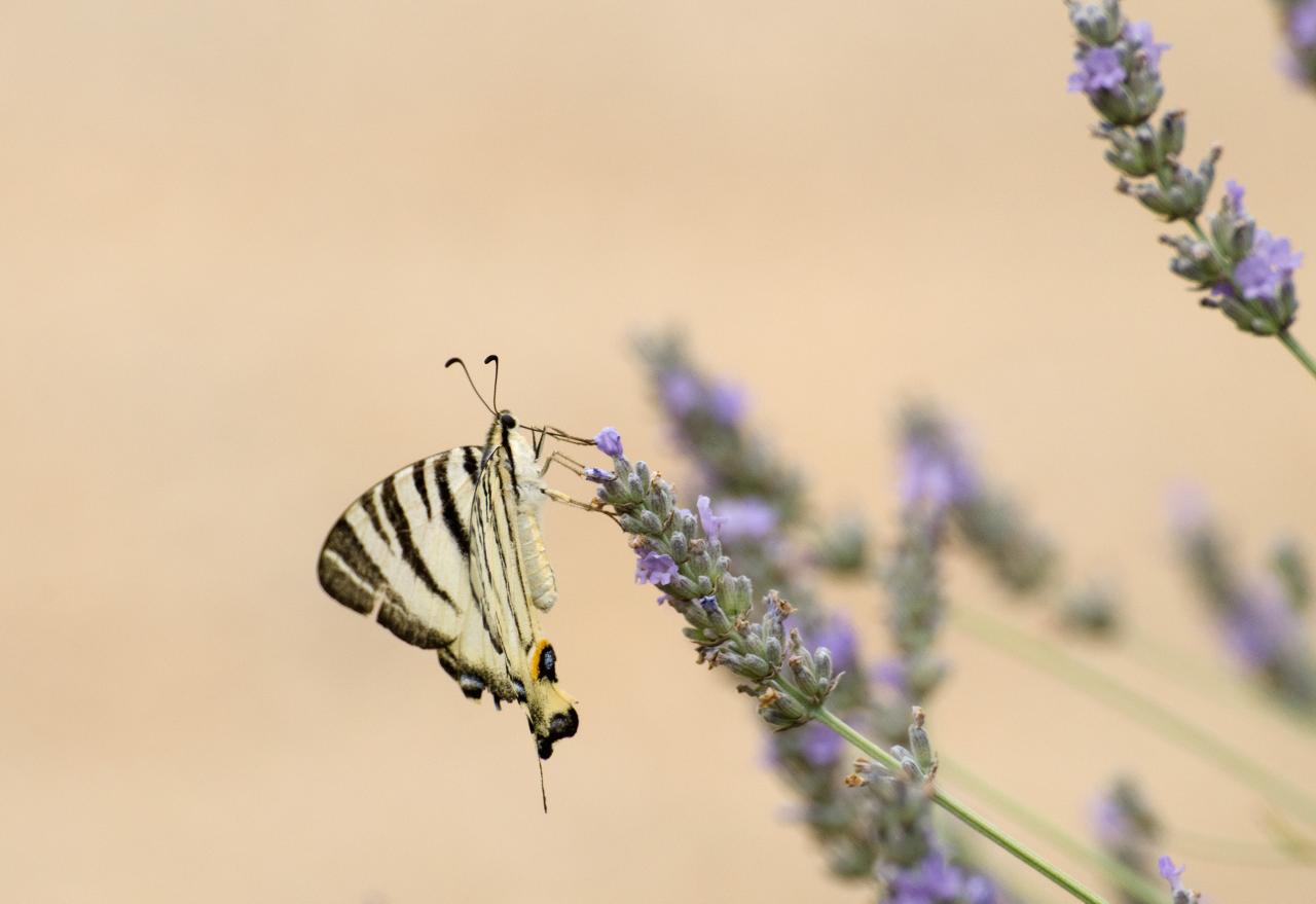 papillons