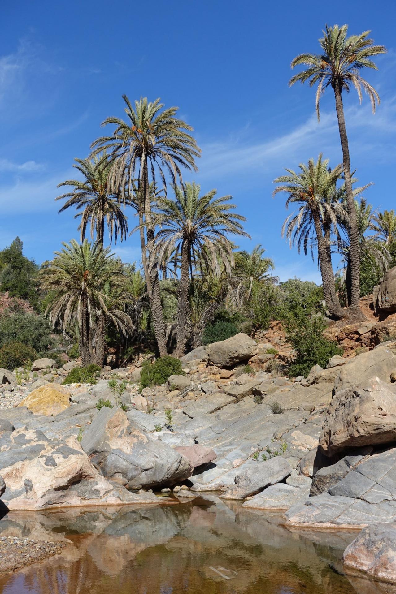 L'Oasis Berbère