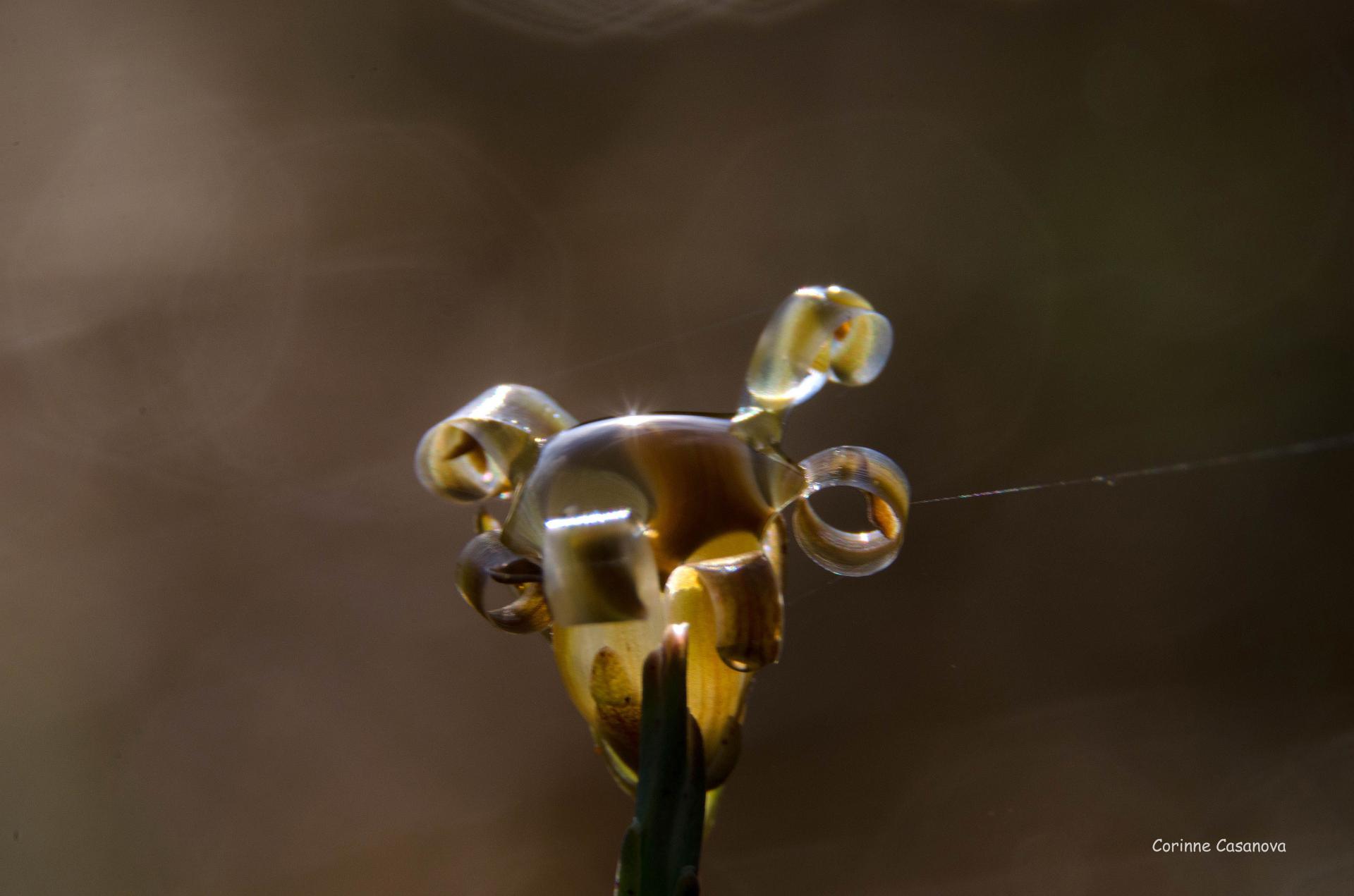 Goutte d'eau