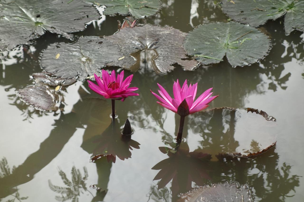 Vietnam-Des fleurs de nénuphar