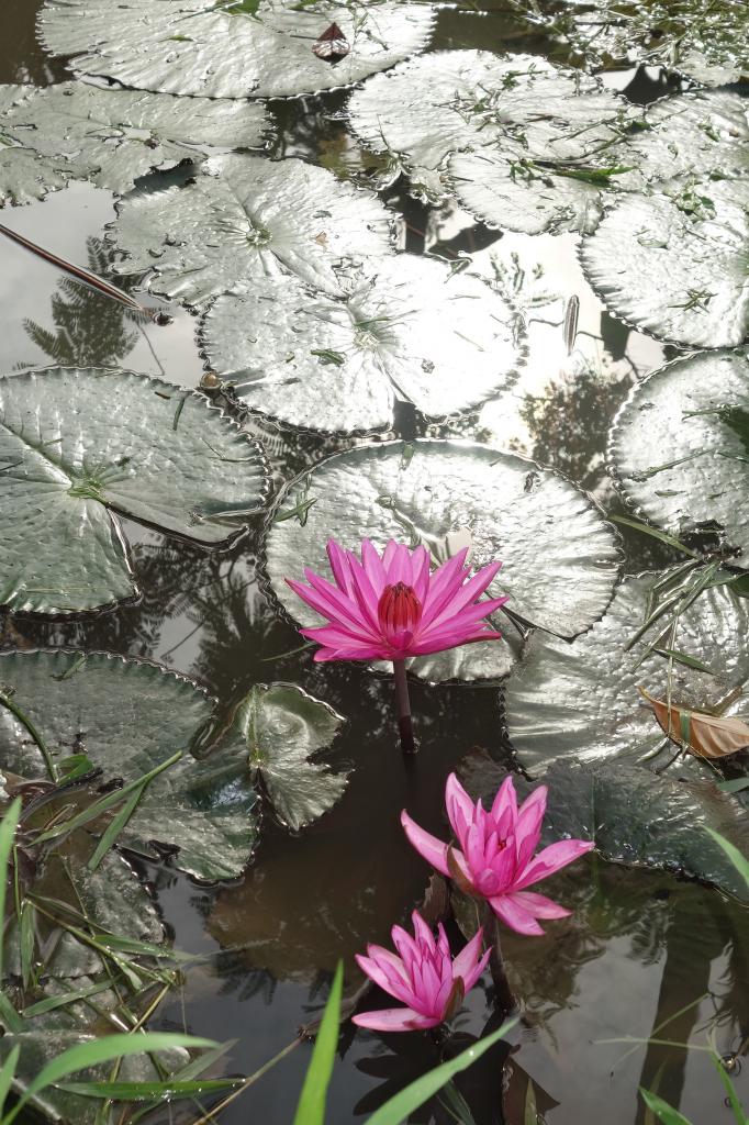 Vietnam-Des fleurs de nénuphar