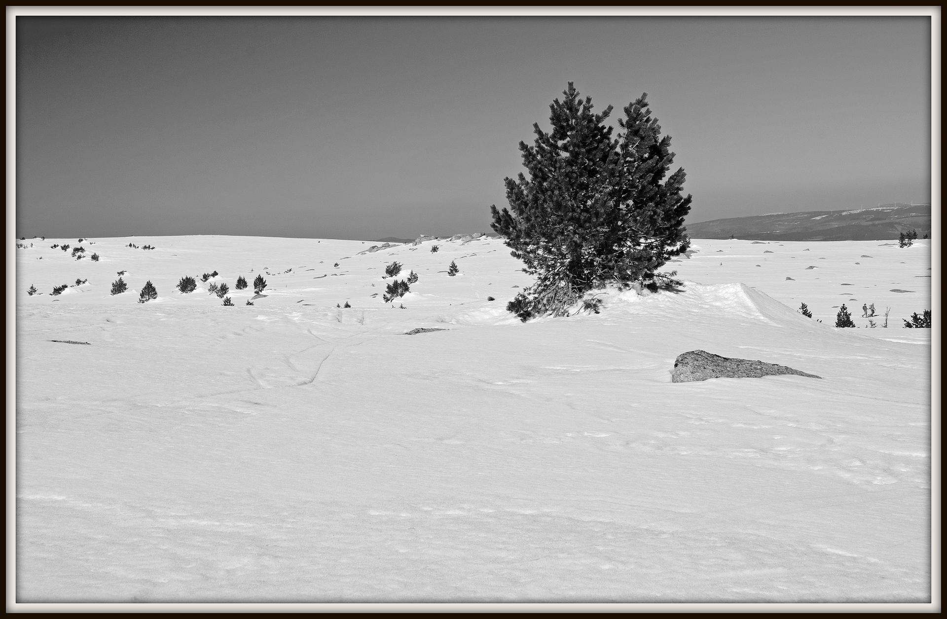 Mont Lozère